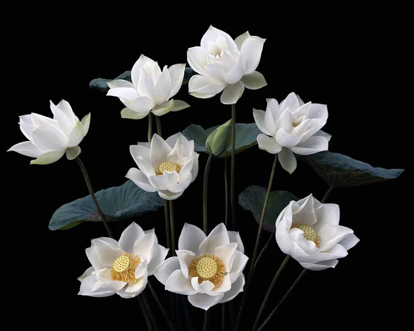 Mooie Zuiver Witte Lotus Zwarte Achtergrond — Stockfoto