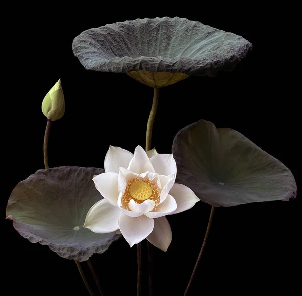 Beau Lotus Blanc Pur Fond Noir — Photo