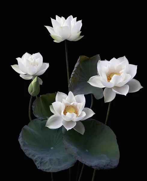 Schöne Reinweiße Lotusblume Auf Schwarzem Hintergrund — Stockfoto