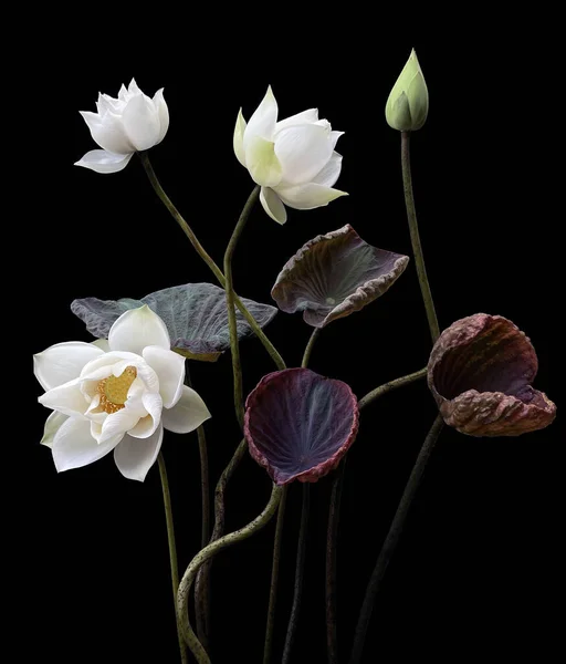 Mooie Witte Lotus Bloemen Bloeien Het Meer — Stockfoto