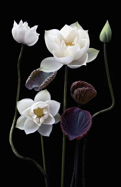 stock image beautiful white lotus flowers blooming in the lake