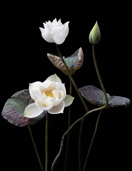 Schöne Weiße Lotusblumen Die See Blühen — Stockfoto