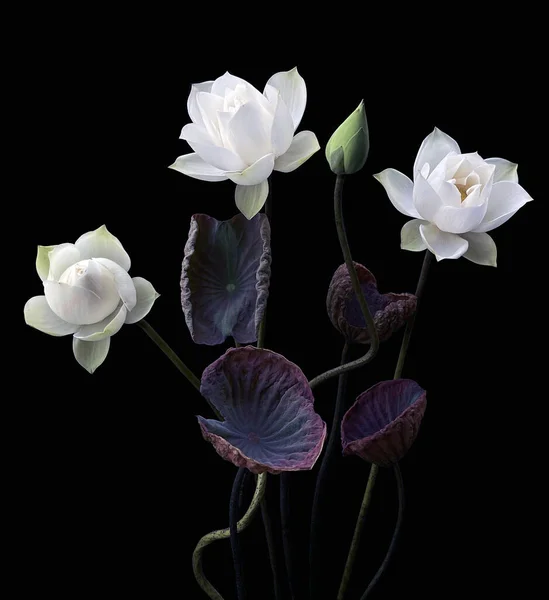 Lindas Flores Lótus Branco Florescendo Lago — Fotografia de Stock