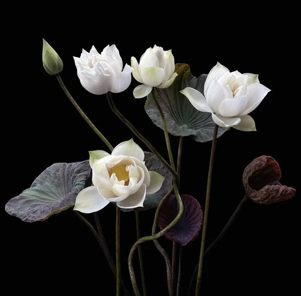 Mooie Witte Lotus Bloemen Bloeien Het Meer — Stockfoto