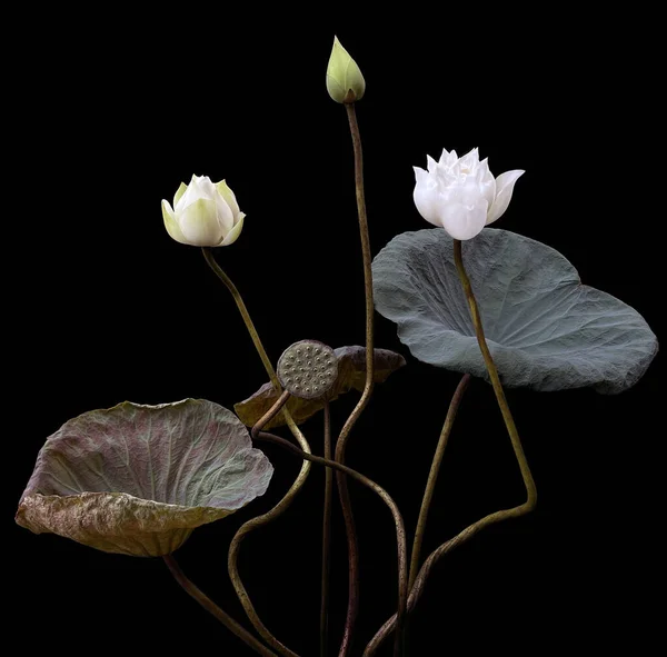 Vackra Vita Lotusblommor Blommar Sjön — Stockfoto