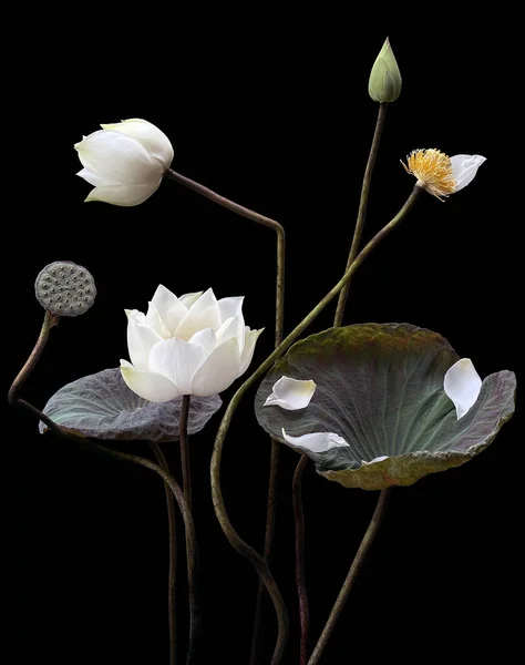 Красиві Білі Квіти Лотоса Цвітуть Озері — стокове фото