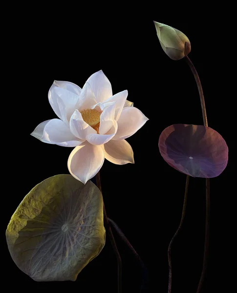Belles Fleurs Lotus Blanc Fleurissant Dans Lac — Photo