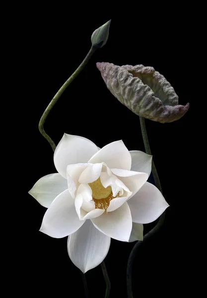Beautiful White Lotus Flowers Blooming Lake — Stock Photo, Image