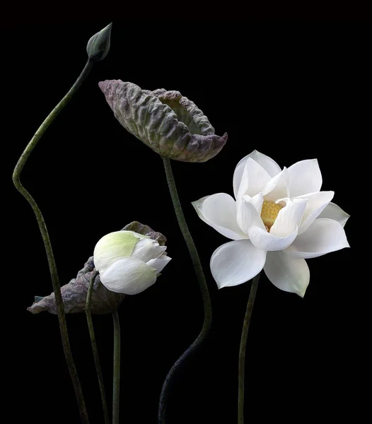Schöne Weiße Lotusblumen Die See Blühen — Stockfoto
