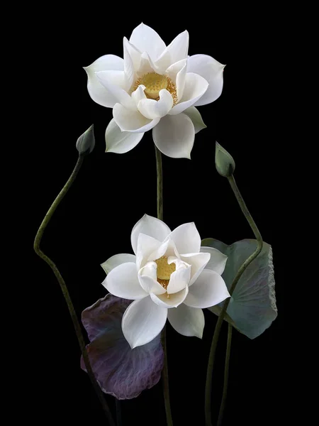 Gyönyörű Fehér Lótuszvirág Virágzik Tóban — Stock Fotó