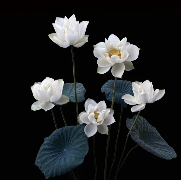 stock image beautiful white lotus flowers blooming in the lake