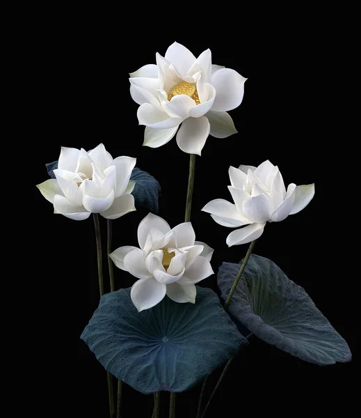 Красивые Белые Цветы Лотоса Цветущие Озере — стоковое фото