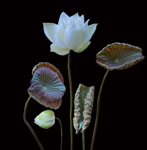 Lindas Flores Lótus Branco Florescendo Lago — Fotografia de Stock