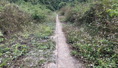 Ormanın derinliklerindeki şelale