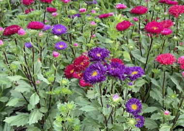 Renkli papatyalar bahçesi çiçek açmış.