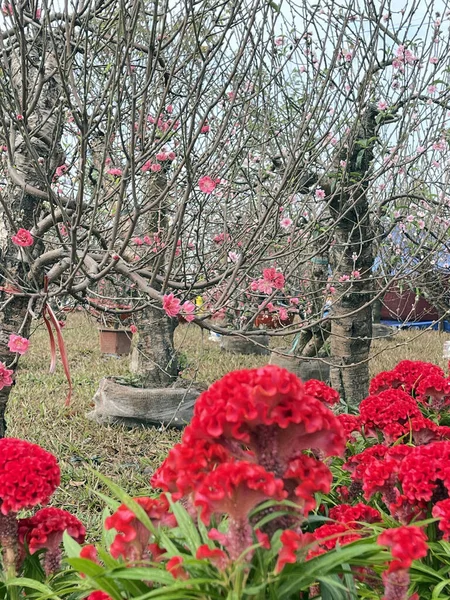 Fleurs Paysages Printemps Vietnam Printemps — Photo
