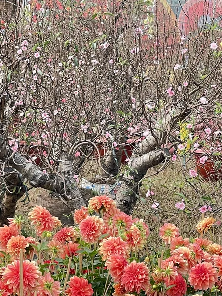 Fleurs Pêche Printemps Dahlias — Photo