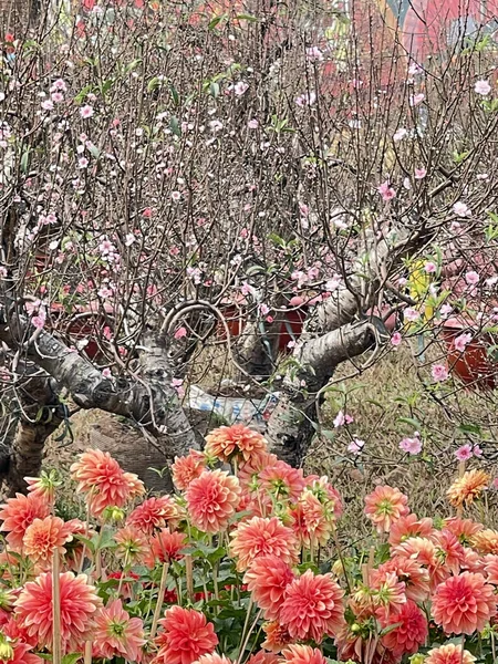 Flores Pêssego Primavera Dálias — Fotografia de Stock