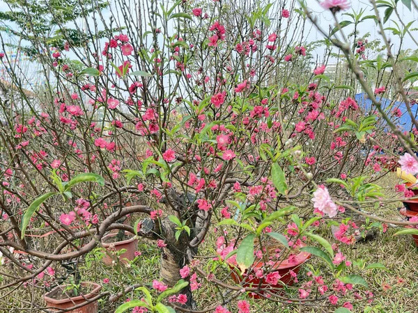 Wiosenne Kwiaty Brzoskwiń Dahle — Zdjęcie stockowe