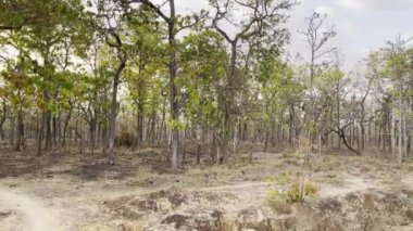 Vietnam 'ın Buon Sihirli Ormanını Yasakla