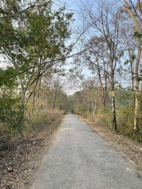 Yaprak değiştirme mevsiminde eğimli orman