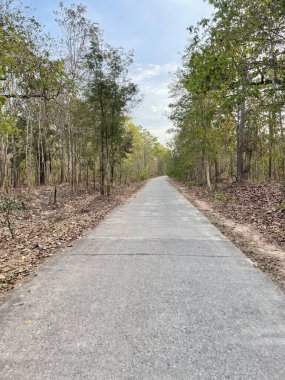 Yaprak değiştirme mevsiminde eğimli orman