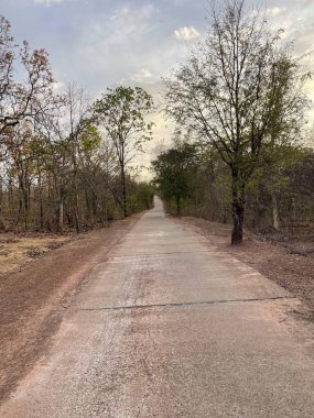 Yaprak değiştirme mevsiminde eğimli orman