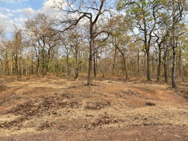 Yaprak değiştirme mevsiminde eğimli orman