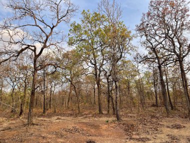 Yaprak değiştirme mevsiminde eğimli orman