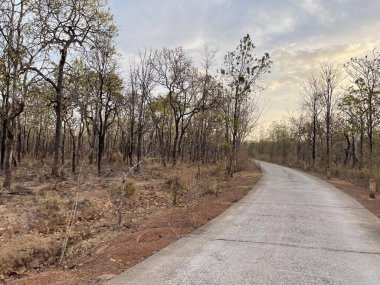 Yaprak değiştirme mevsiminde eğimli orman