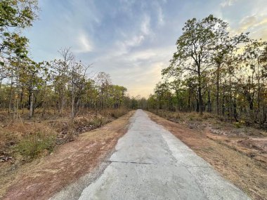 Yaprak değiştirme mevsiminde eğimli orman