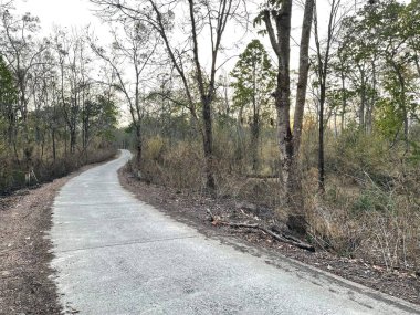 Yaprak değiştirme mevsiminde eğimli orman