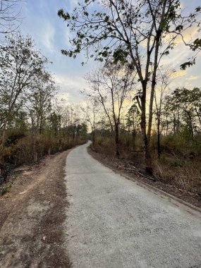 Yaprak değiştirme mevsiminde eğimli orman