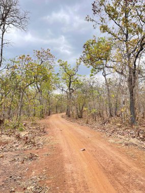 Yaprak değiştirme mevsiminde eğimli orman