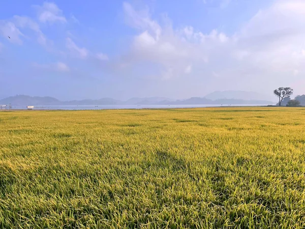 Rice Fields Lake Lak — Stock Photo, Image