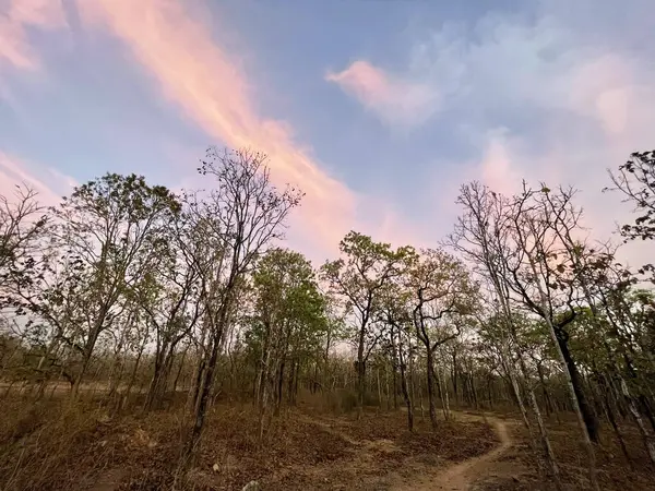 stock image sloping forest in the season of changing leaves