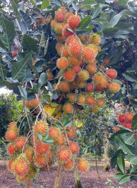 Haziran, kızıl olgun rambutan mevsimi