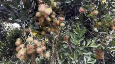 Olgun rambutan meyvesinin mevsimi