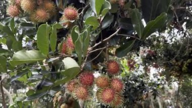 Olgun rambutan meyvesinin mevsimi