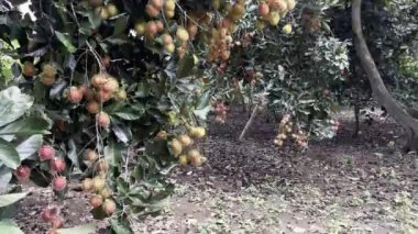 Olgun rambutan meyvesinin mevsimi