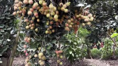 Olgun rambutan meyvesinin mevsimi