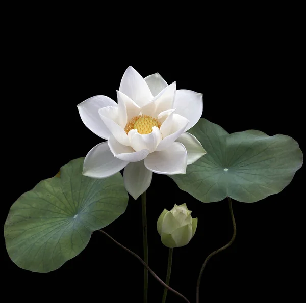 Lotus Flower Garden — Stock Photo, Image