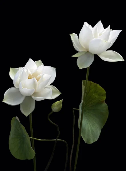 Krásná Kvetoucí Bílá Lotosová Sezóna Zpět — Stock fotografie