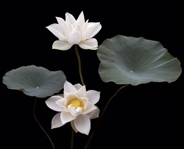 Белый Цветок Листья — стоковое фото
