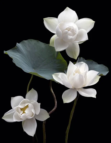 Белый Лотос Цветы Изолированы Черном Фоне — стоковое фото