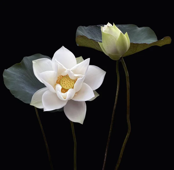 Lotusblume Teich — Stockfoto
