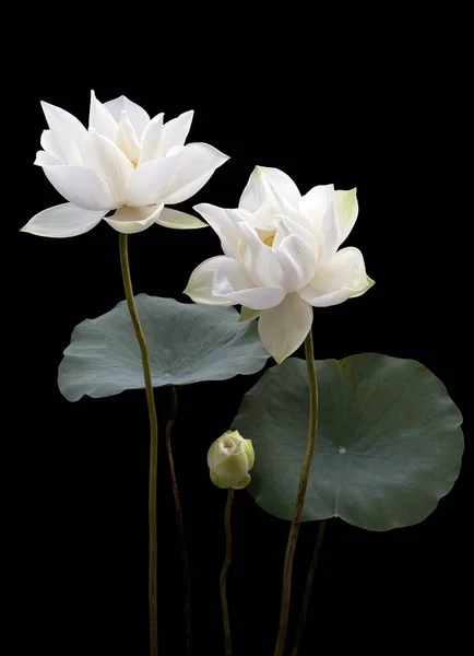 Белый Цветок Лотоса Черном Фоне — стоковое фото