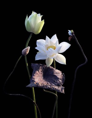 Beyaz ve Pembe Lale çiçek