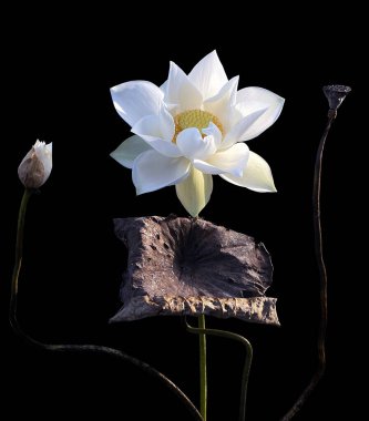 Güzel botanik fotoğrafı, doğal duvar kağıdı.