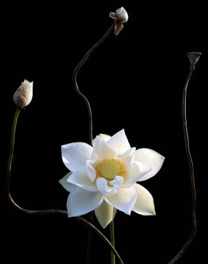 Güzel botanik fotoğrafı, doğal duvar kağıdı.